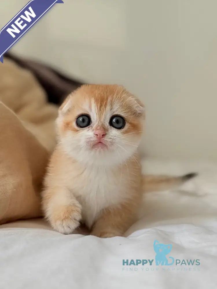 Kristin Scottish Fold female black golden chinchilla live animals