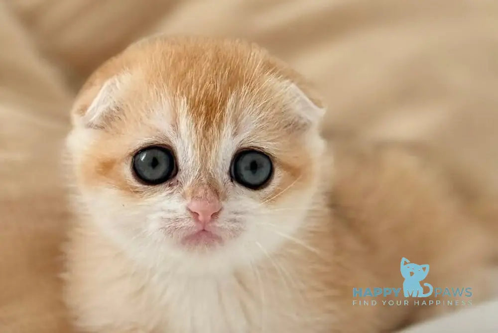 Kristin Scottish Fold female black golden chinchilla live animals