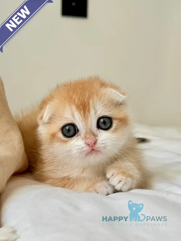 Kristin Scottish Fold female black golden chinchilla live animals