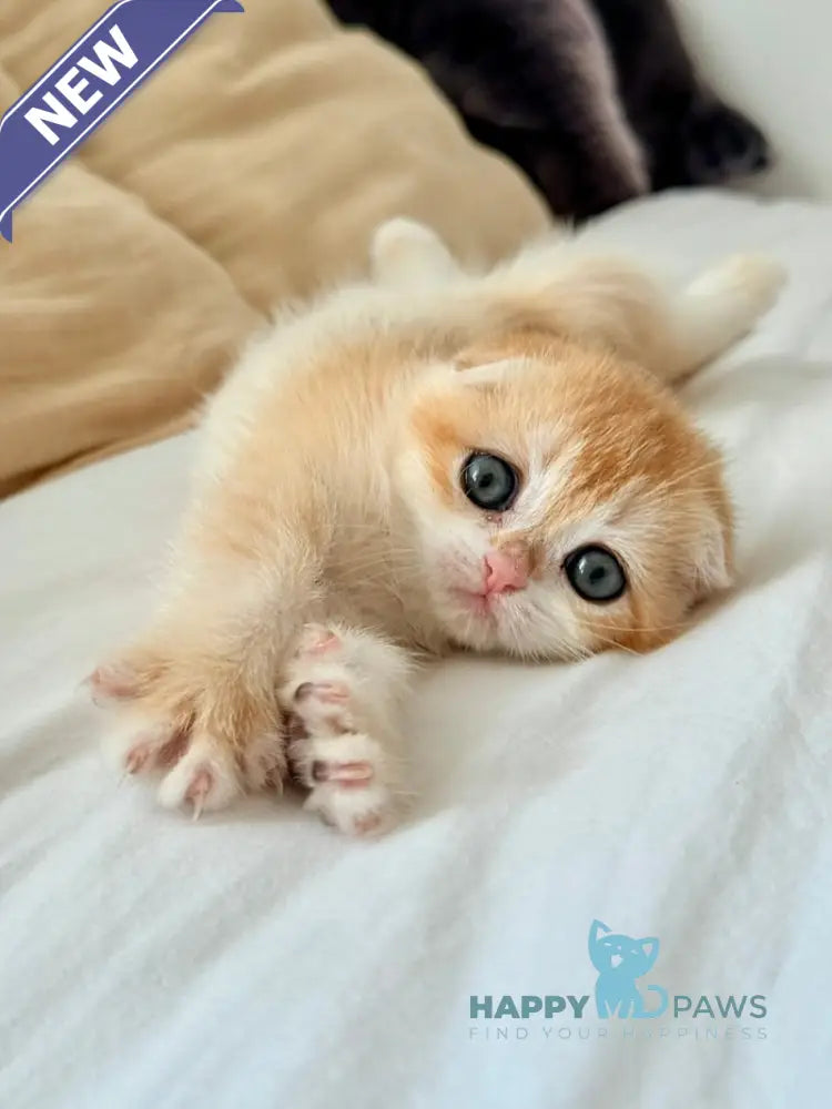 Kristin Scottish Fold female black golden chinchilla live animals