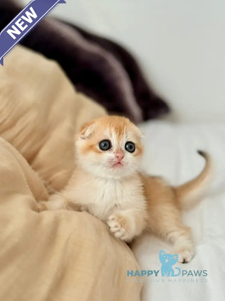 Kristin Scottish Fold female black golden chinchilla live animals