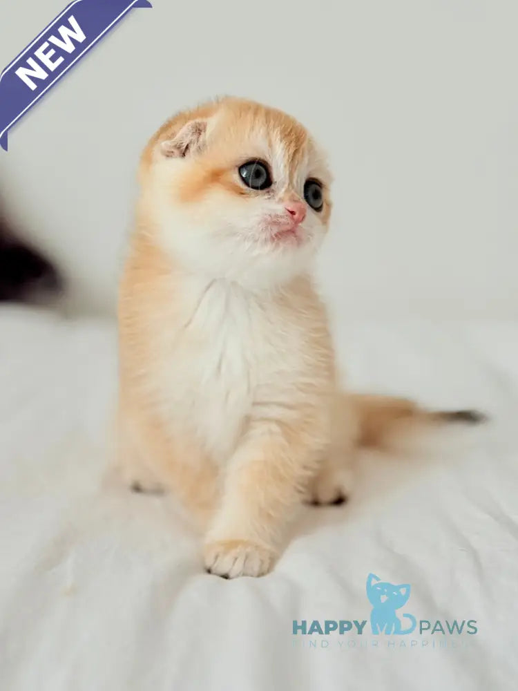 Kristin Scottish Fold female black golden chinchilla live animals