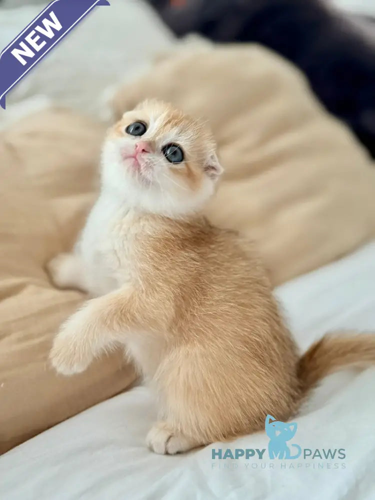 Kristin Scottish Fold female black golden chinchilla live animals