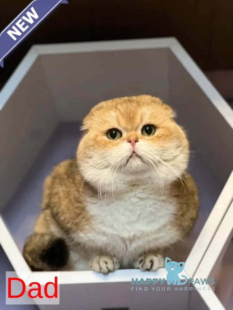 Kristin Scottish Fold female black golden chinchilla live animals