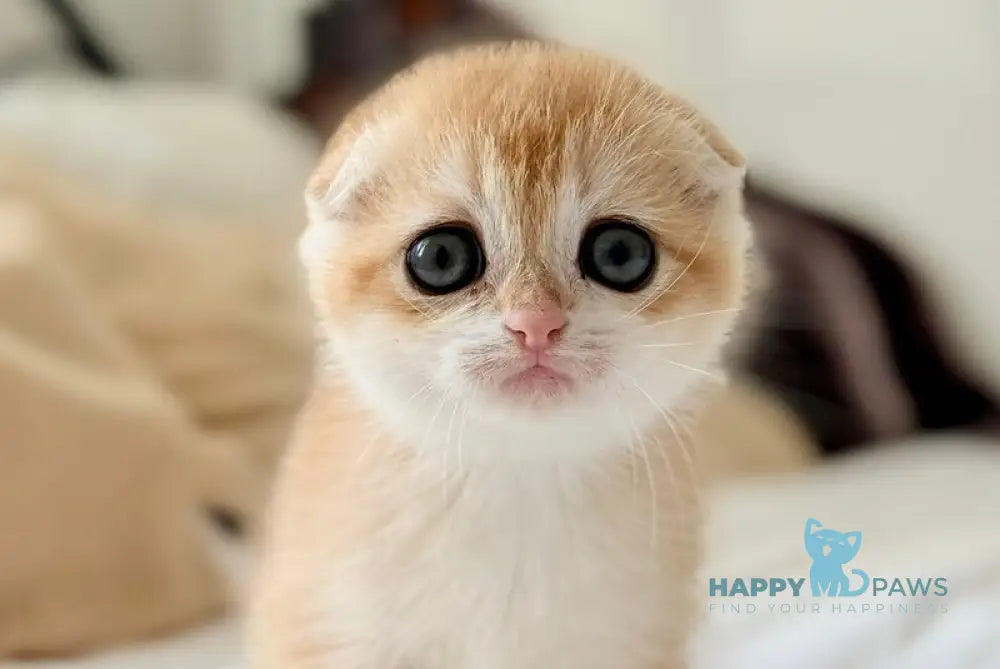 Kristin Scottish Fold female black golden chinchilla live animals