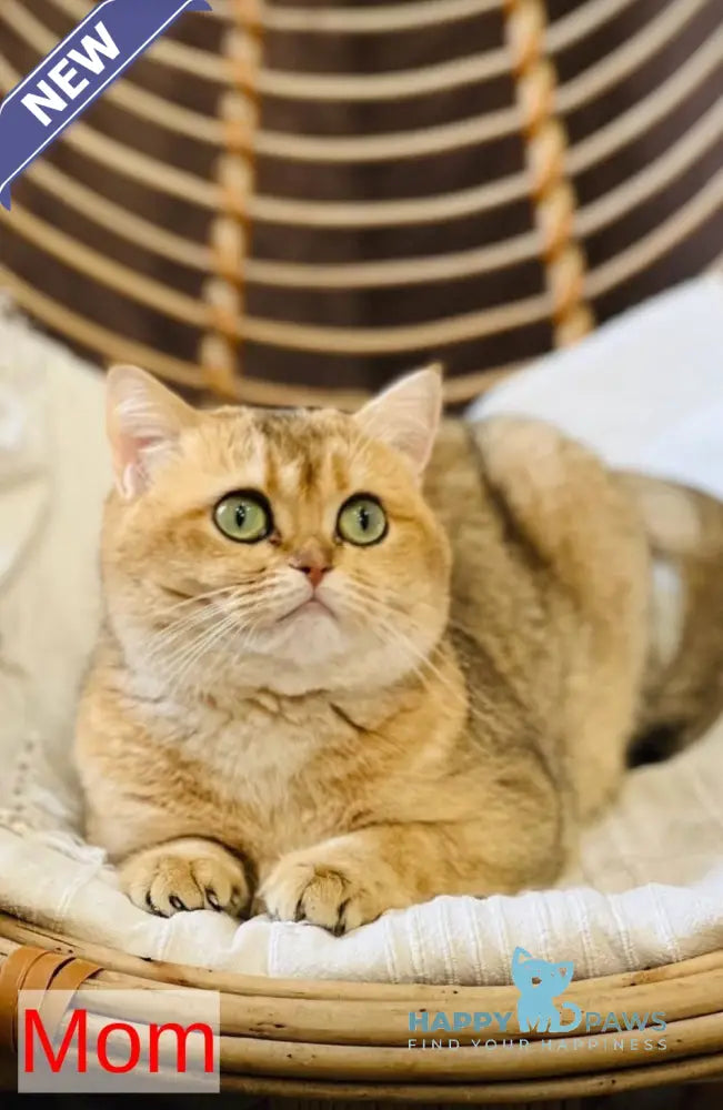 Kristin Scottish Fold female black golden chinchilla live animals