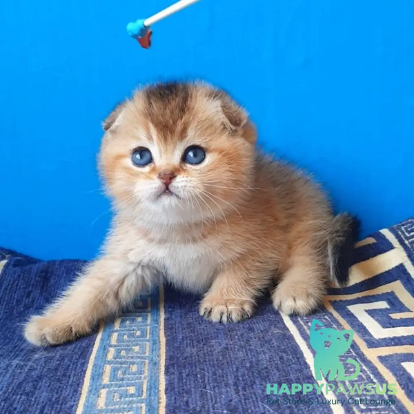 Kristina Scottish Fold female black golden shaded - live animals