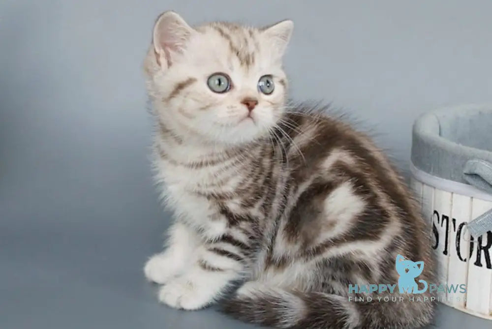 Kristofer British Shorthair male chocolate silver tabby live animals