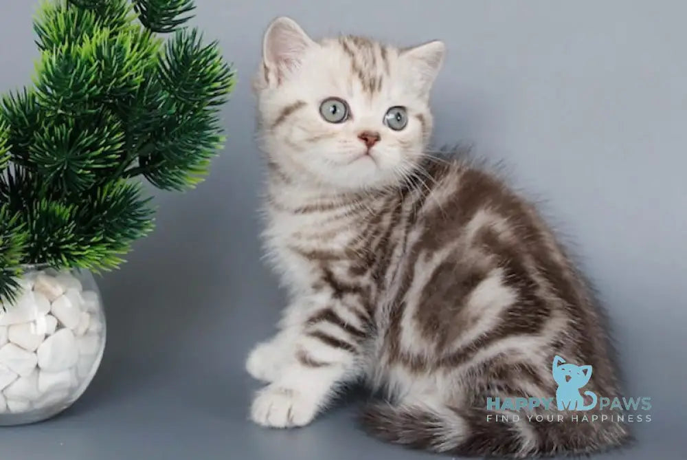 Kristofer British Shorthair male chocolate silver tabby live animals