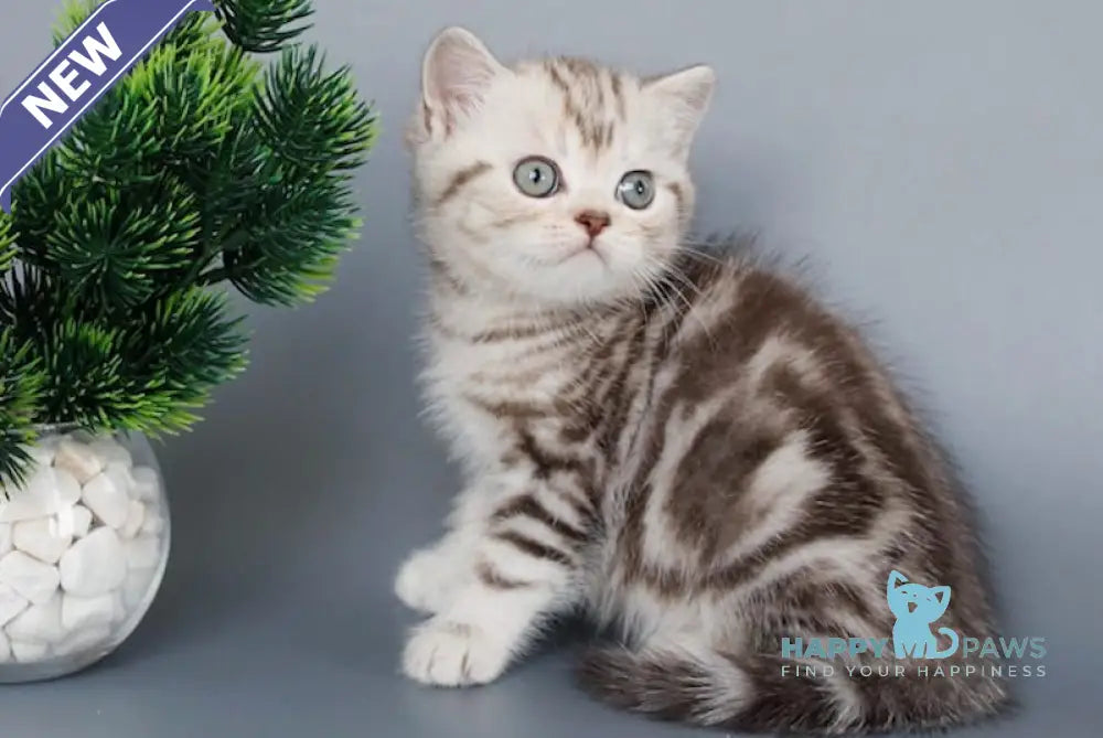 Kristofer British Shorthair male chocolate silver tabby live animals