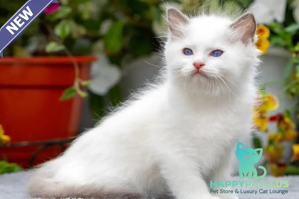 Kristoff Ragdoll male blue bicolour - live animals