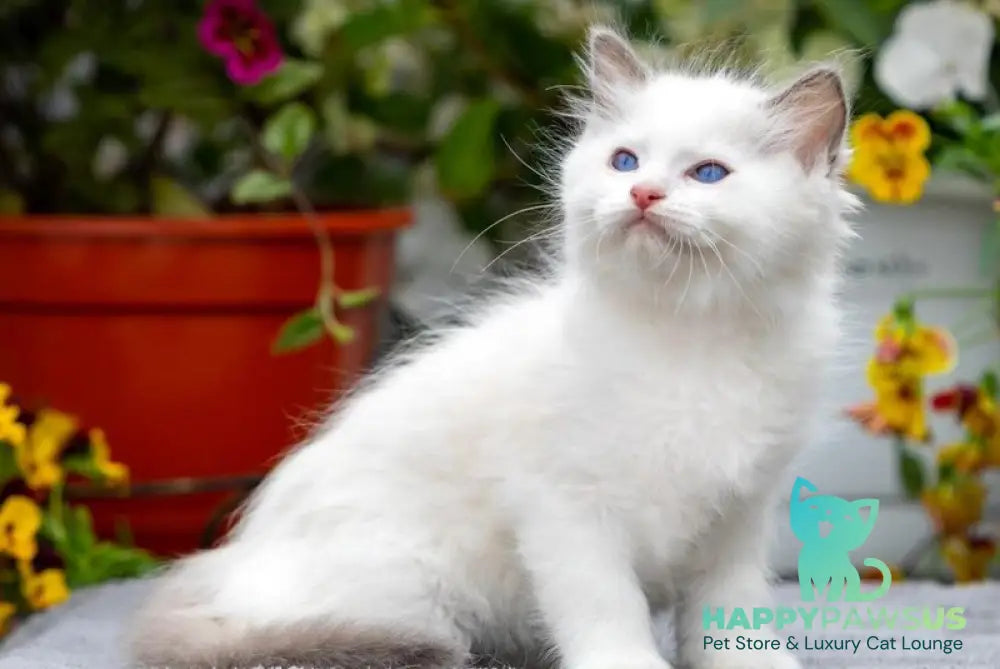 Kristoff Ragdoll male blue bicolour - live animals