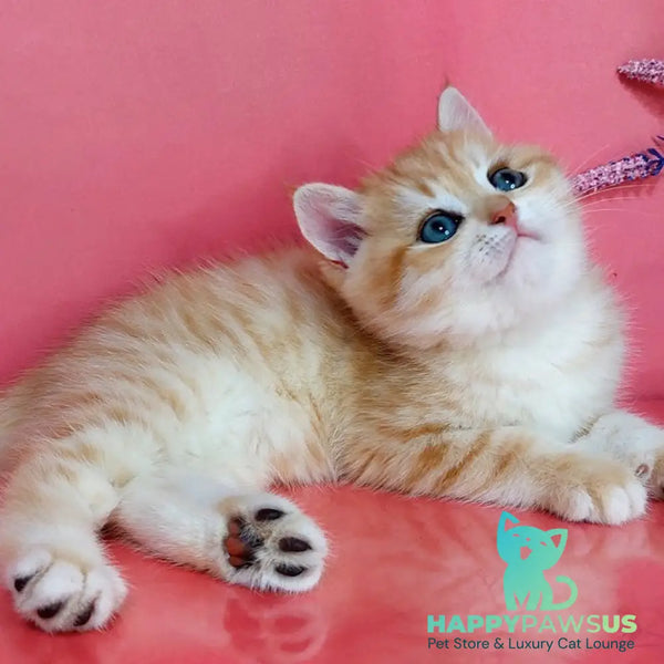 Kristopher British Shorthair male black golden spotted tabby - live animals