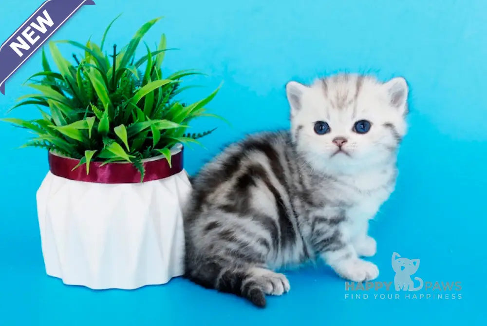 Kristyna British Shorthair female black silver tabby live animals