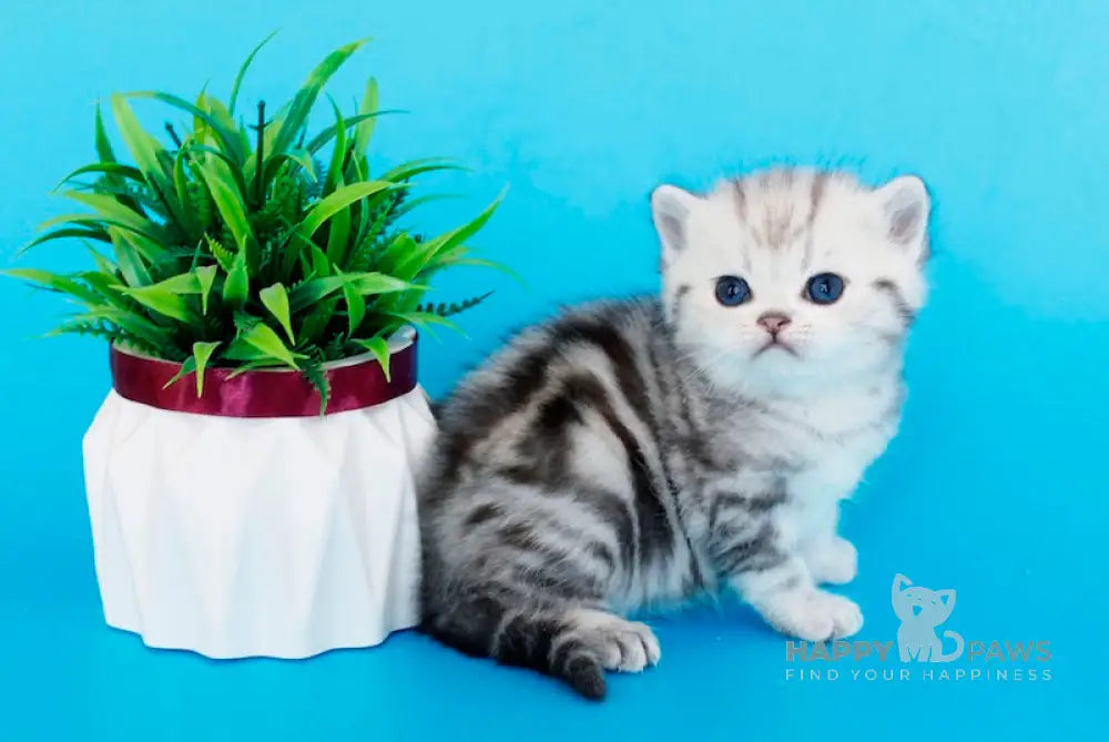 Kristyna British Shorthair female black silver tabby live animals