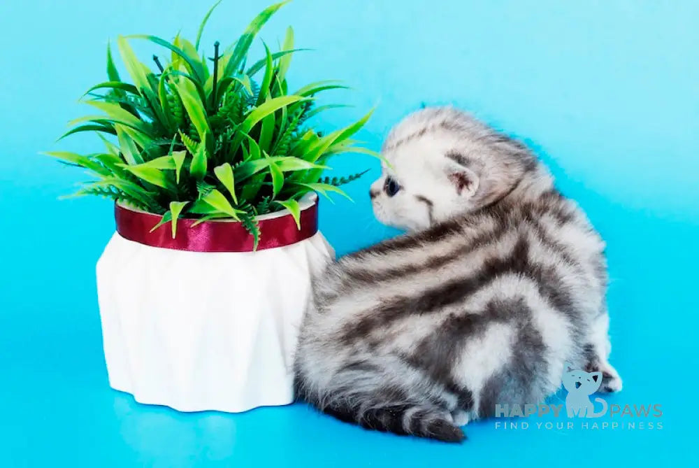 Kristyna British Shorthair female black silver tabby live animals