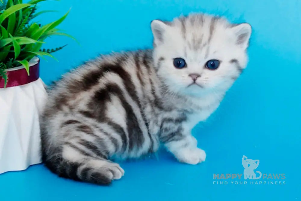 Kristyna British Shorthair female black silver tabby live animals