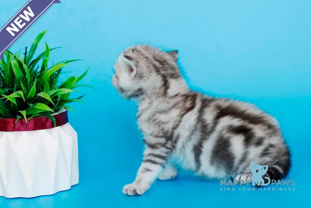 Kristyna British Shorthair female black silver tabby live animals