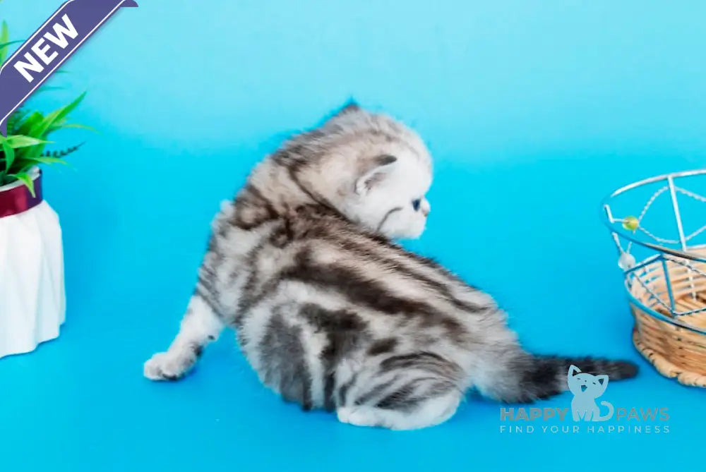 Kristyna British Shorthair female black silver tabby live animals