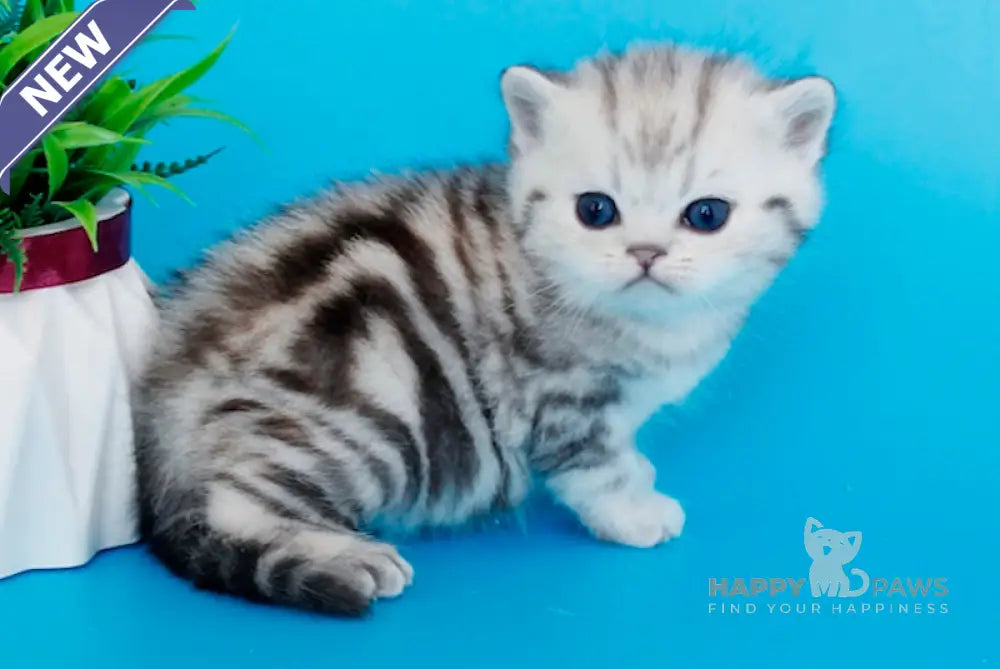 Kristyna British Shorthair female black silver tabby live animals