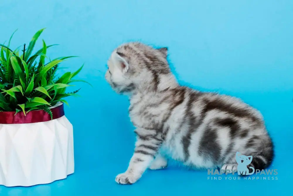 Kristyna British Shorthair female black silver tabby live animals