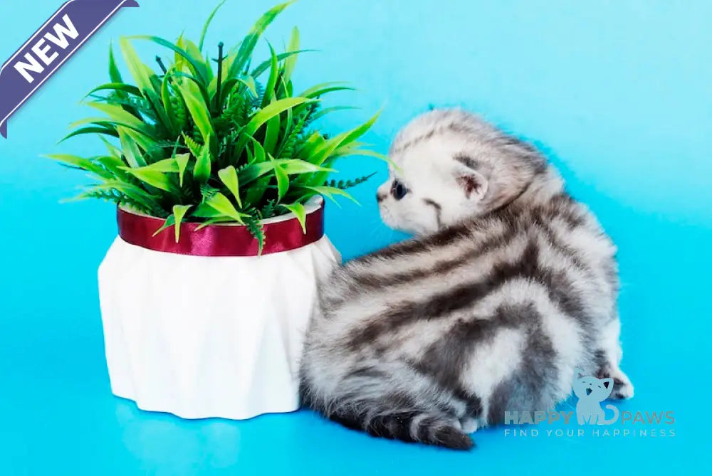 Kristyna British Shorthair female black silver tabby live animals