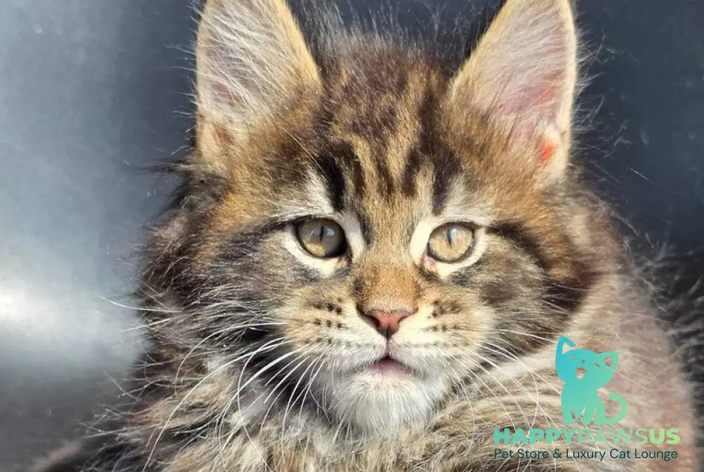 Krit Maine Coon male black tabby - live animals