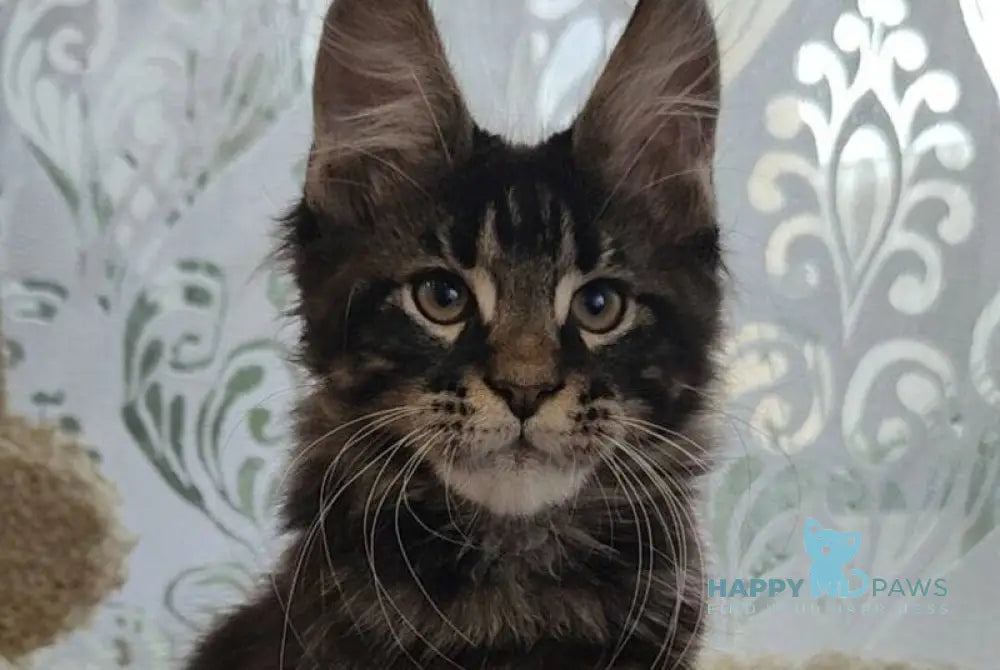 Kronas Maine Coon male black tabby live animals