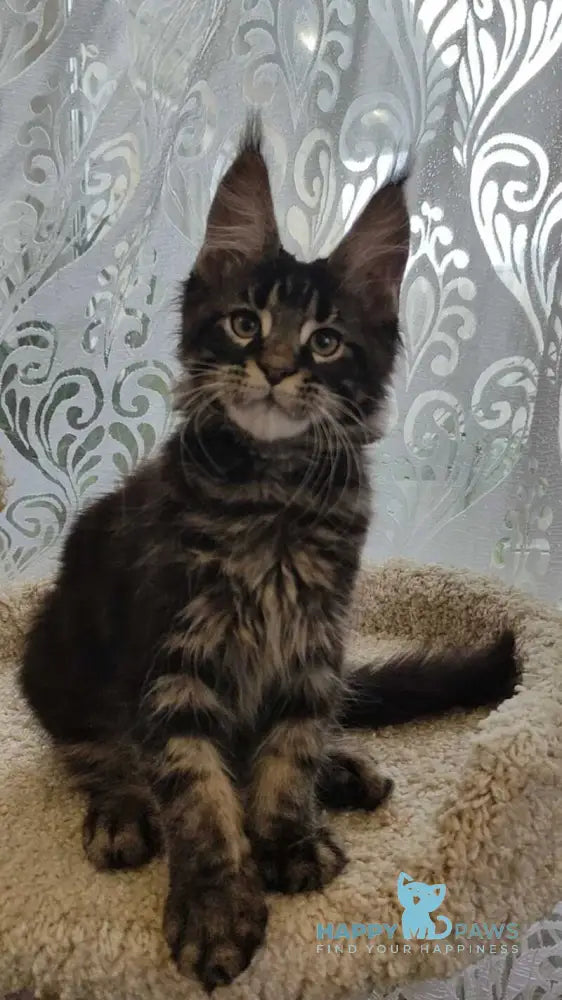 Kronas Maine Coon male black tabby live animals