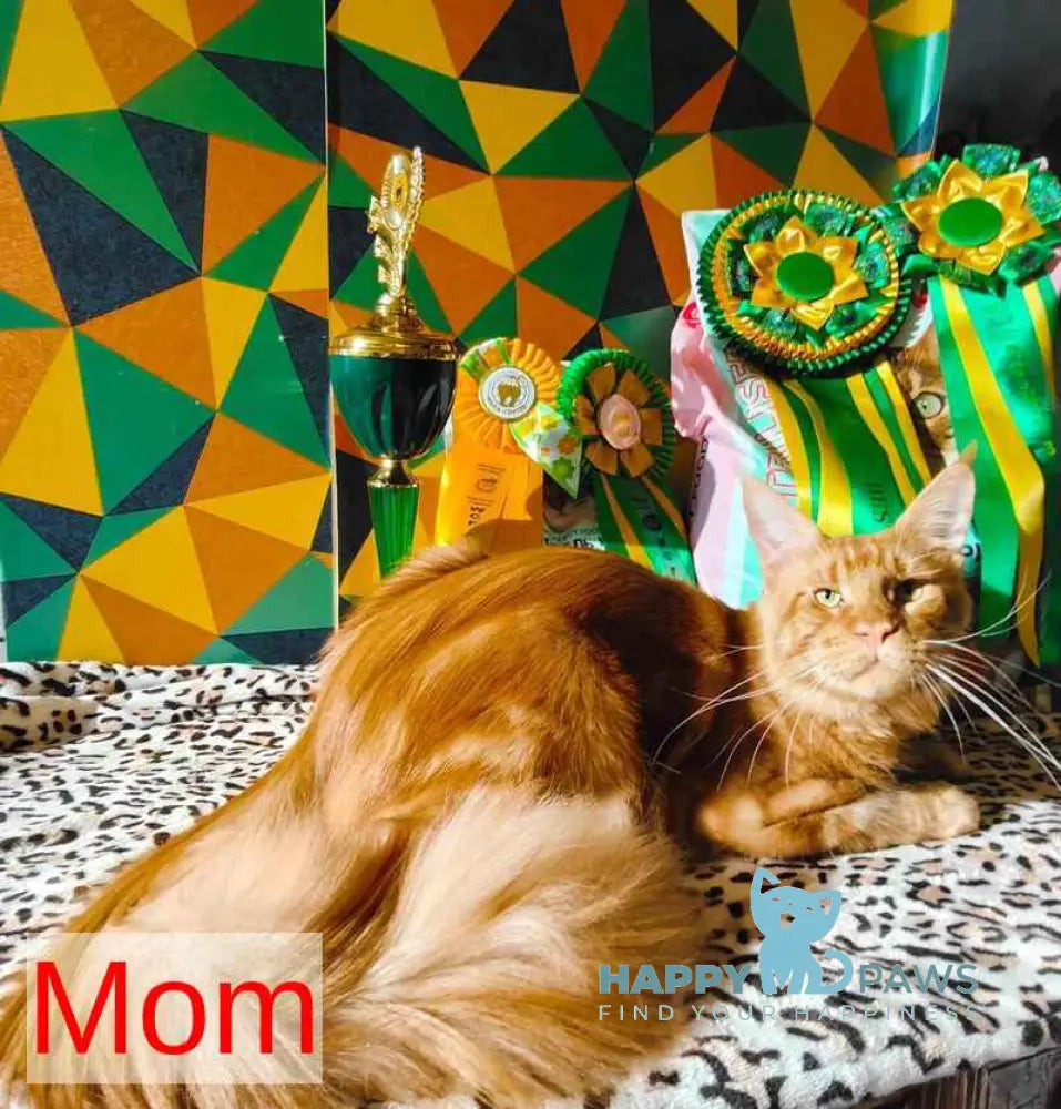 Kronas Maine Coon male black tabby live animals