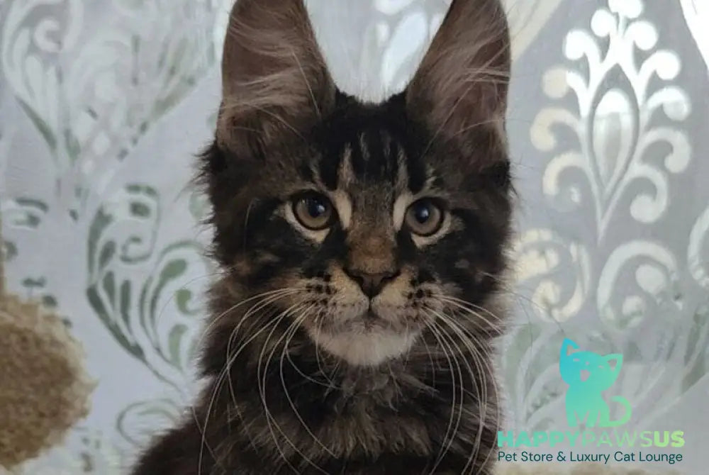 Kronas Maine Coon male black tabby live animals
