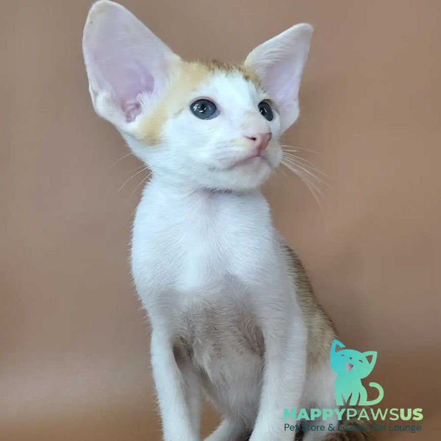 Kronos Oriental Shorthair male red bicolour spotted tabby - live animals