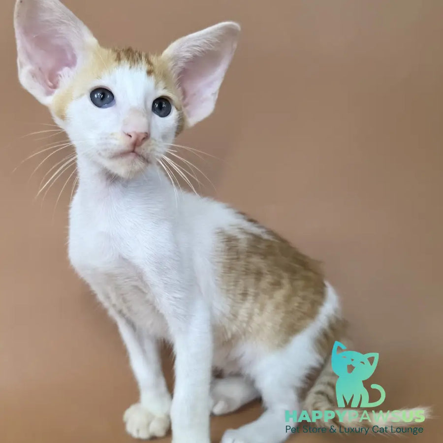 Kronos Oriental Shorthair male red bicolour spotted tabby - live animals