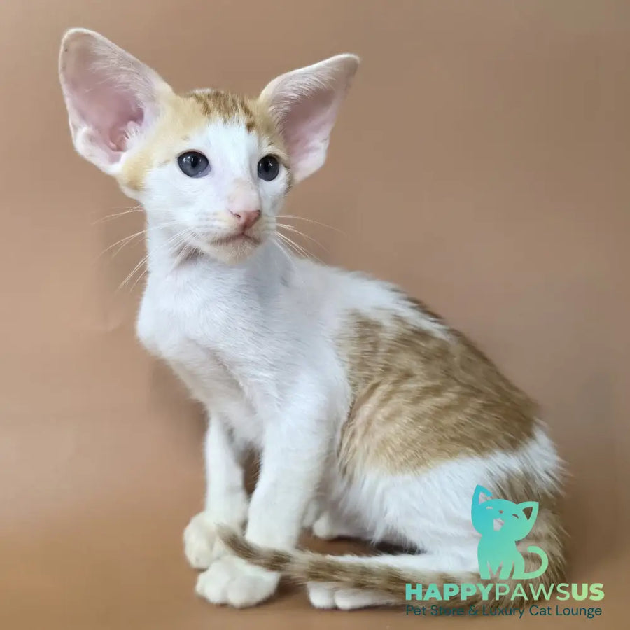 Kronos Oriental Shorthair male red bicolour spotted tabby - live animals