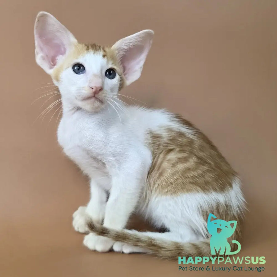 Kronos Oriental Shorthair male red bicolour spotted tabby - live animals