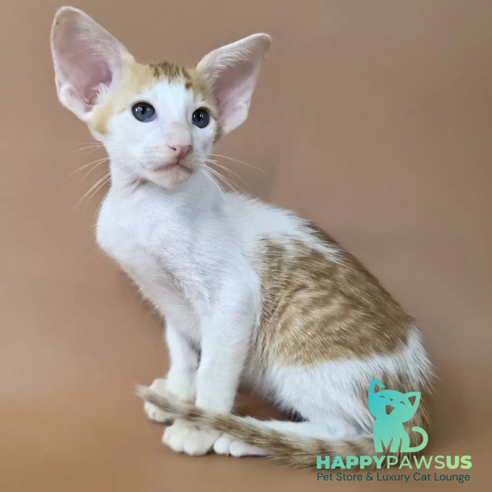 Kronos Oriental Shorthair male red bicolour spotted tabby - live animals