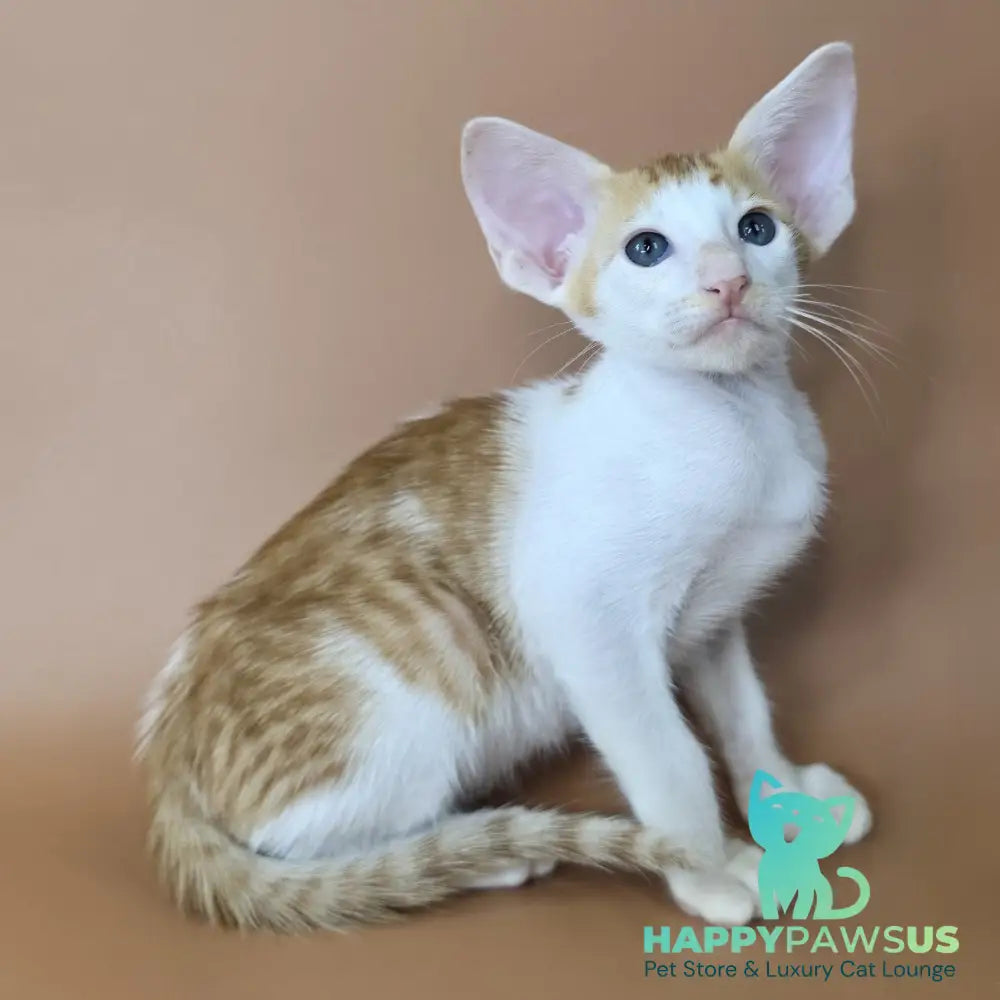 Kronos Oriental Shorthair male red bicolour spotted tabby - live animals