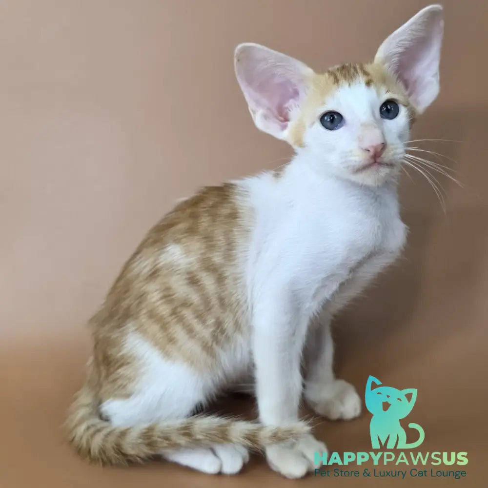 Kronos Oriental Shorthair male red bicolour spotted tabby - live animals