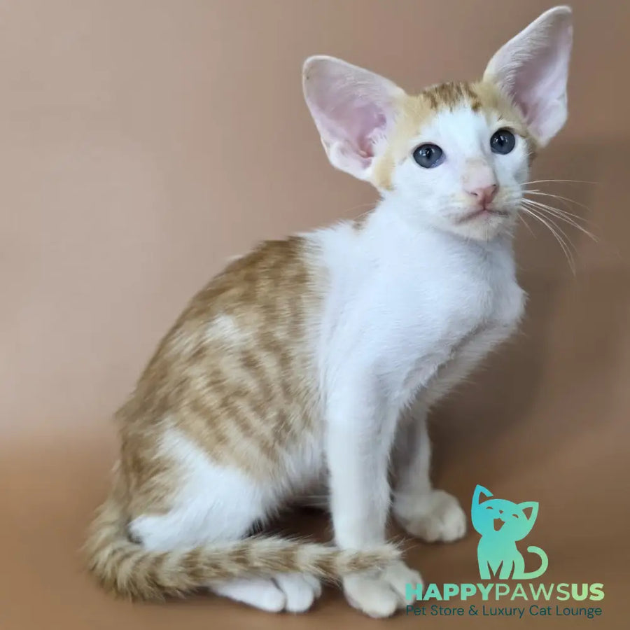 Kronos Oriental Shorthair male red bicolour spotted tabby - live animals