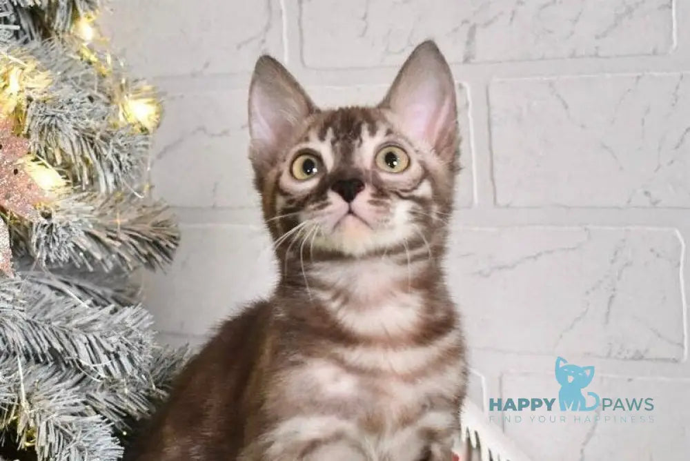 Krop Bengal male snow tabby charcoal live animals