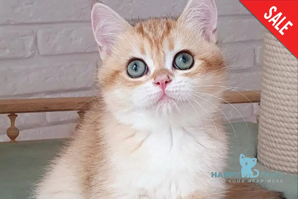 Kruasan British Shorthair male chocolate golden chinchilla live animals