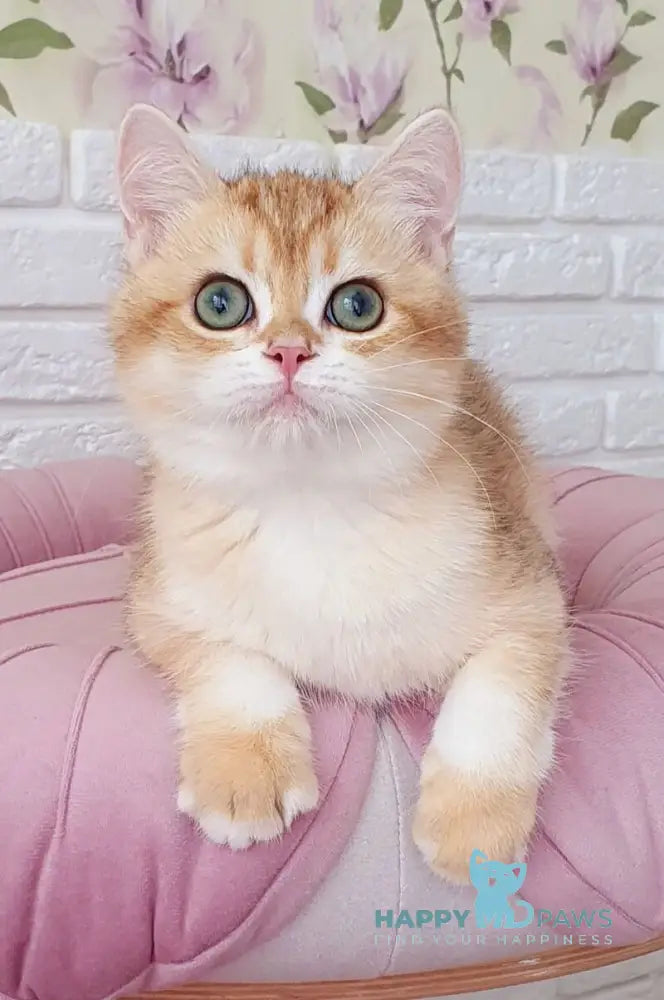 Kruasan British Shorthair male chocolate golden chinchilla live animals