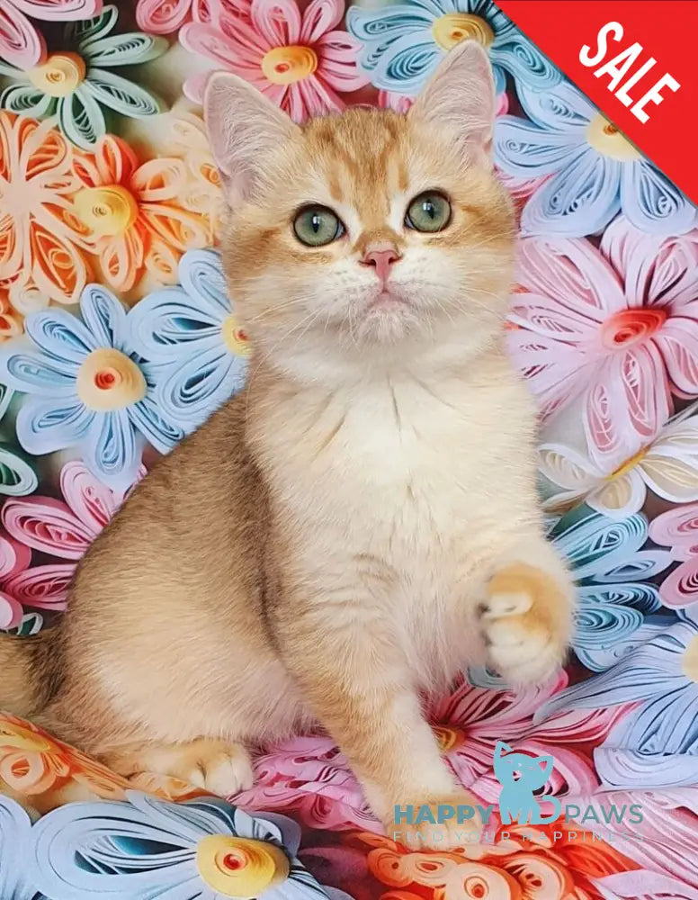 Kruasan British Shorthair male chocolate golden chinchilla live animals