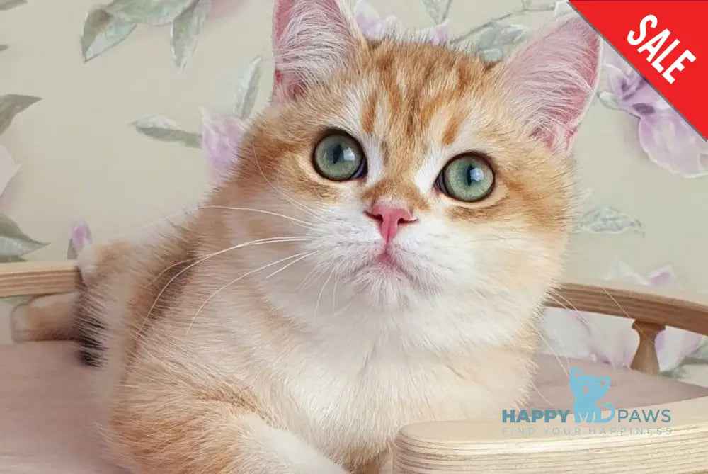 Kruasan British Shorthair male chocolate golden chinchilla live animals