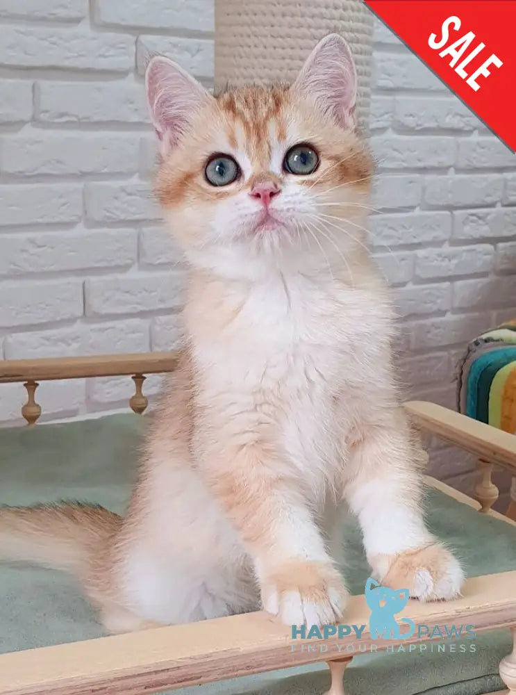 Kruasan British Shorthair male chocolate golden chinchilla live animals