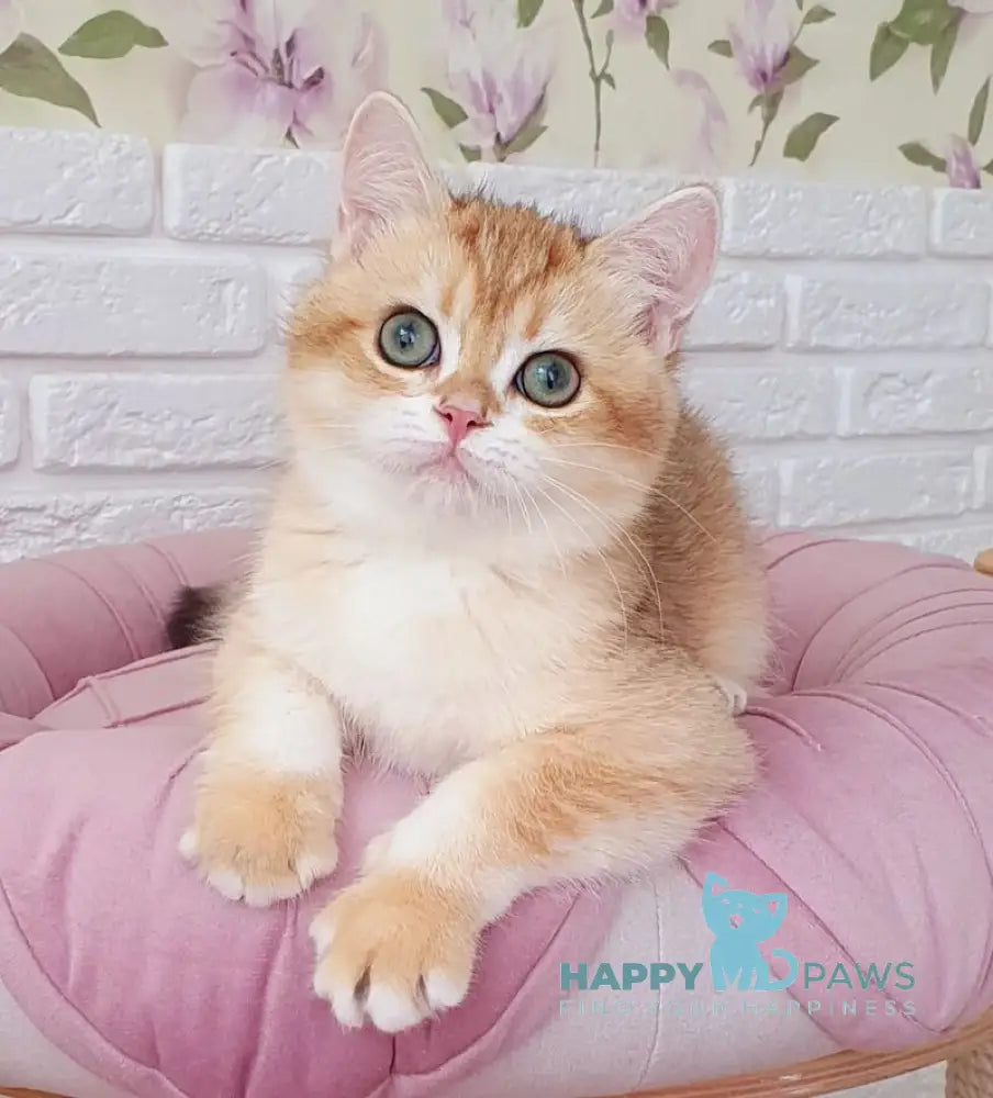 Kruasan British Shorthair male chocolate golden chinchilla live animals