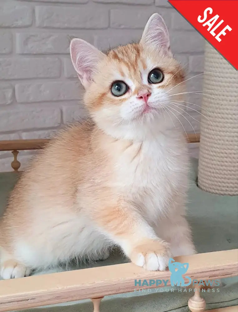 Kruasan British Shorthair male chocolate golden chinchilla live animals