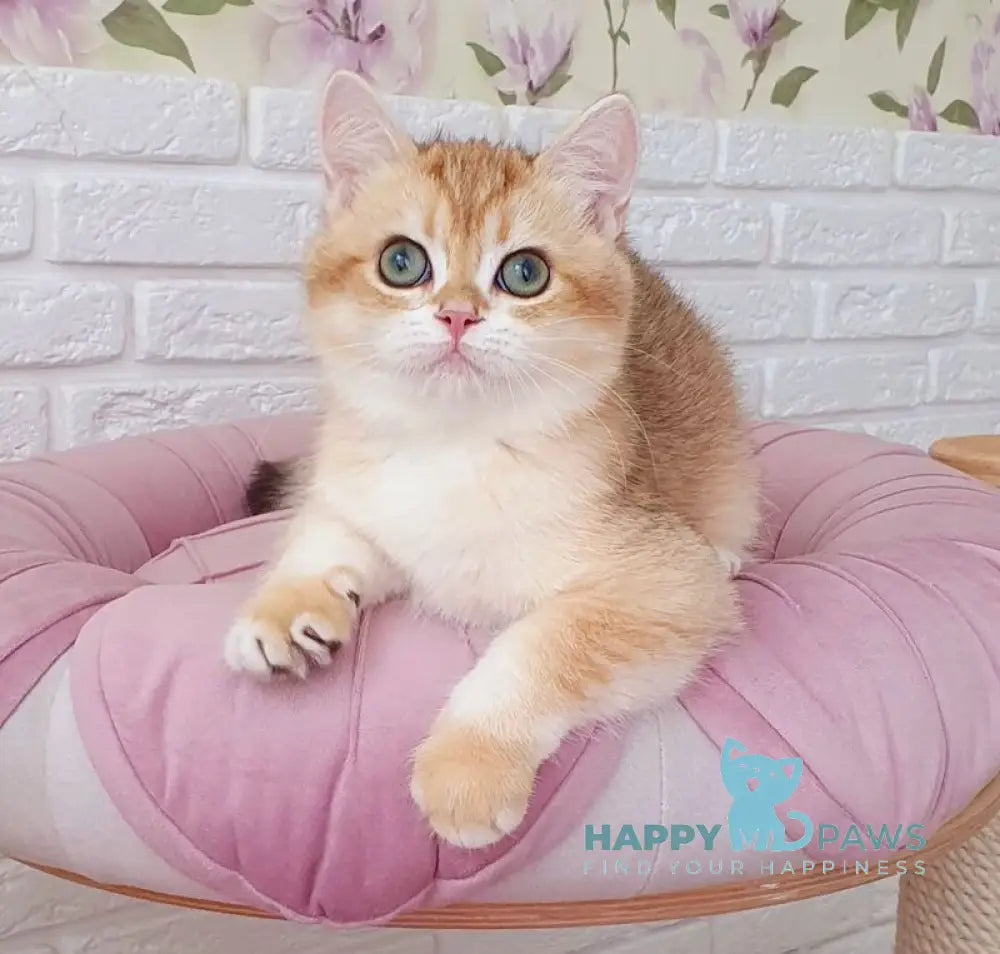 Kruasan British Shorthair male chocolate golden chinchilla live animals