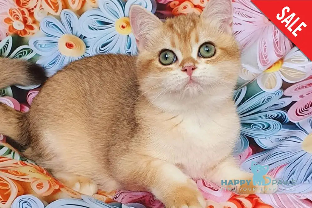 Kruasan British Shorthair male chocolate golden chinchilla live animals