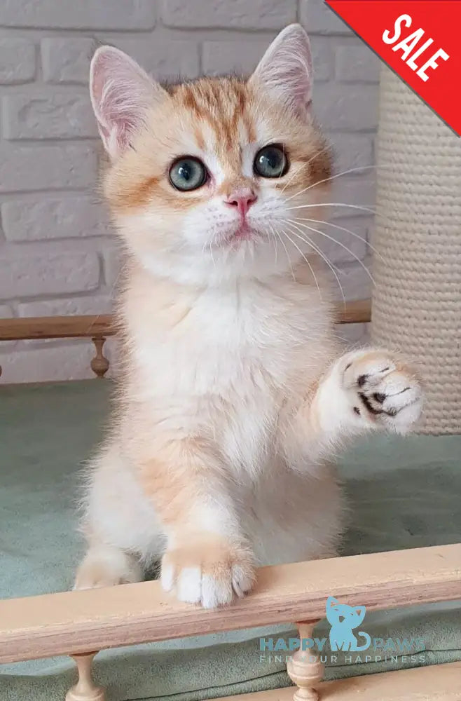 Kruasan British Shorthair male chocolate golden chinchilla live animals